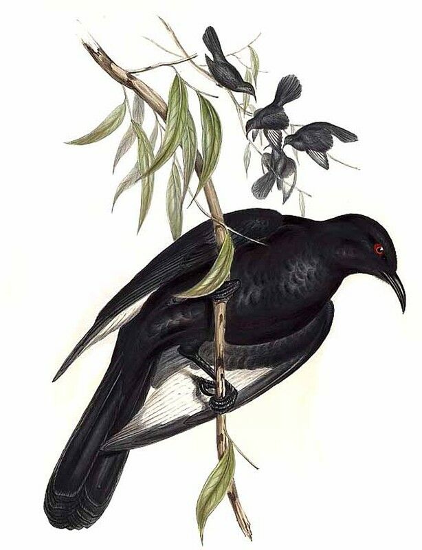 White-winged Chough
