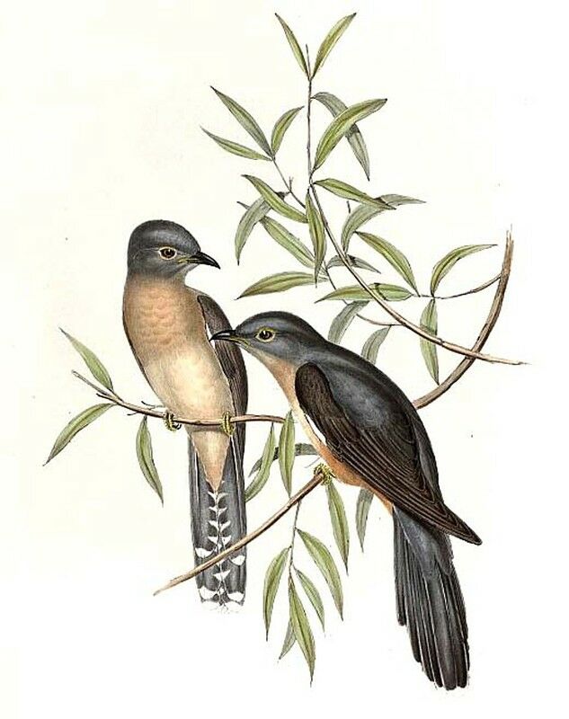 Sahul Brush Cuckoo