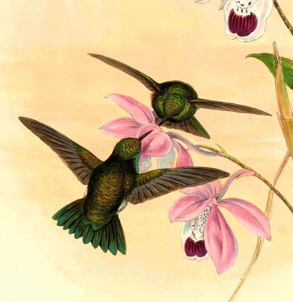 Green-tailed Emerald