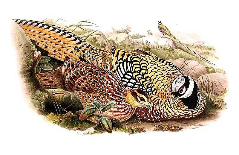 Reeves's Pheasant