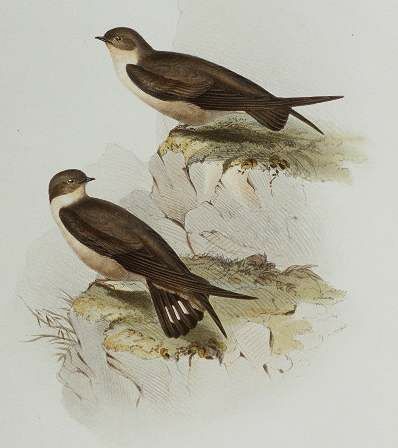 Large Rock Martin