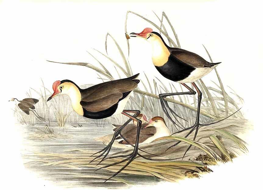 Comb-crested Jacana
