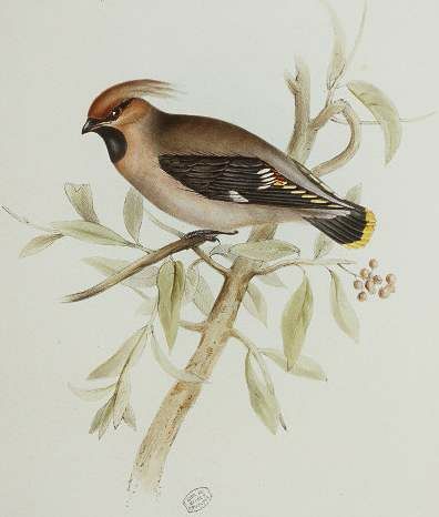Bohemian Waxwing