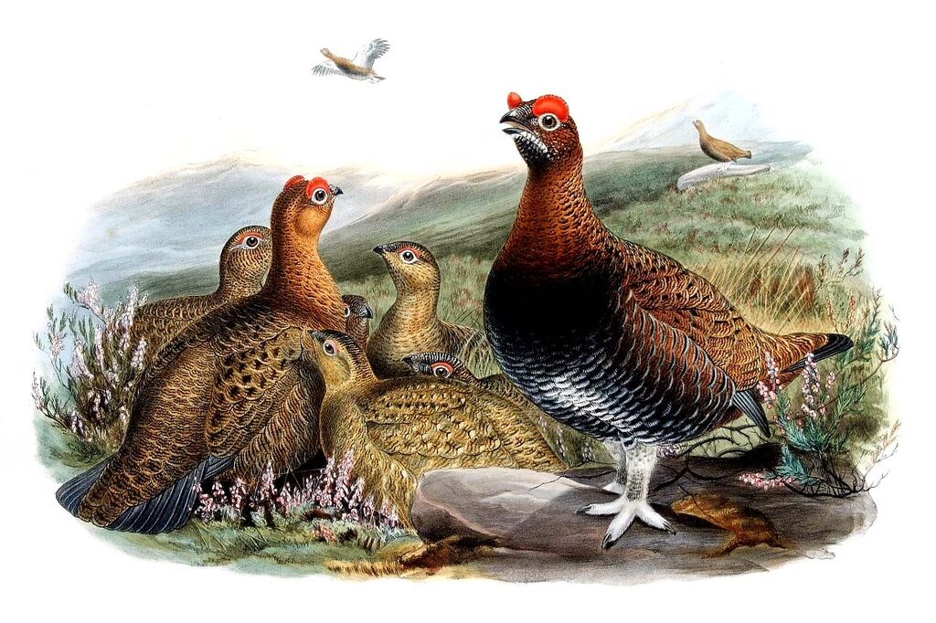Red Grouse