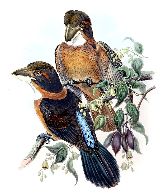 Martin-chasseur bec-en-cuillère