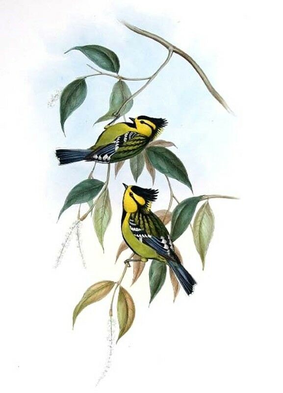 Mésange à dos tacheté