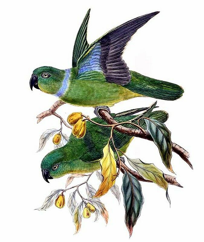 Blue-collared Parrot