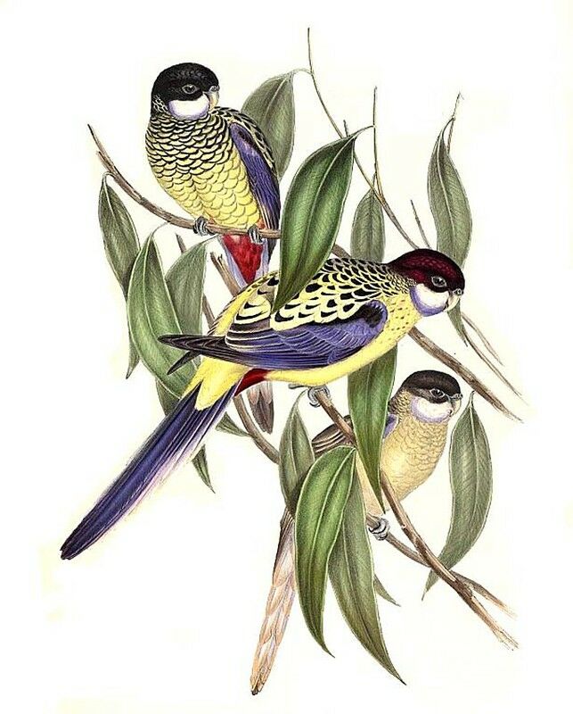 Northern Rosella