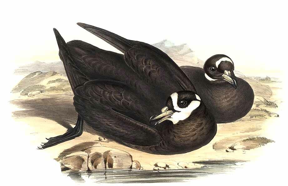 Spectacled Petrel