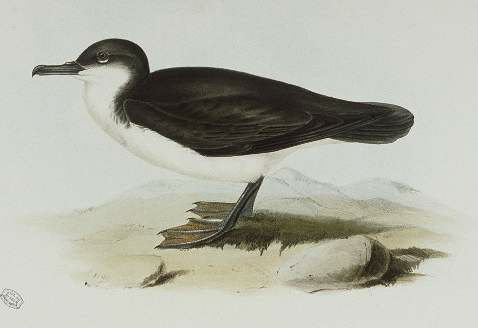 Sargasso Shearwater