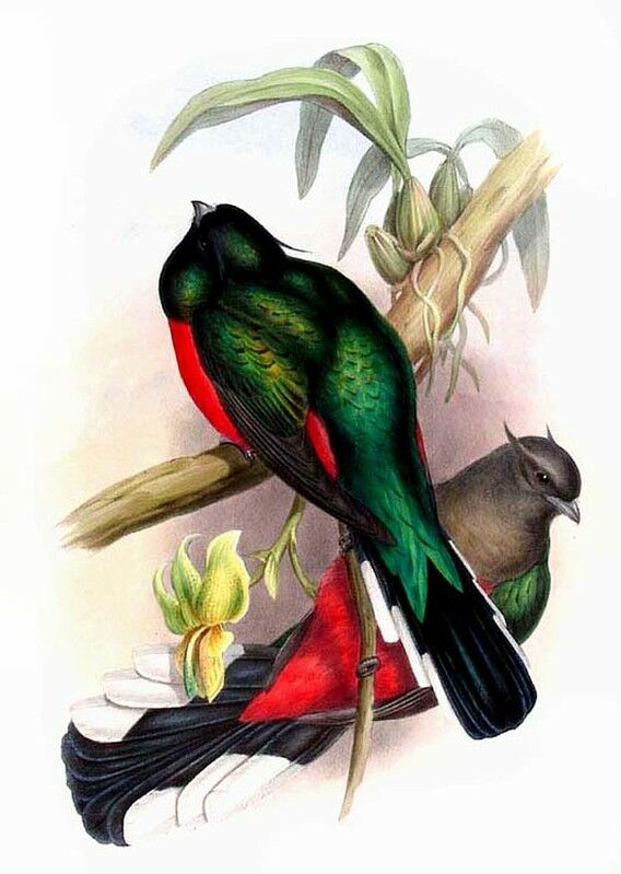 Trogon oreillard