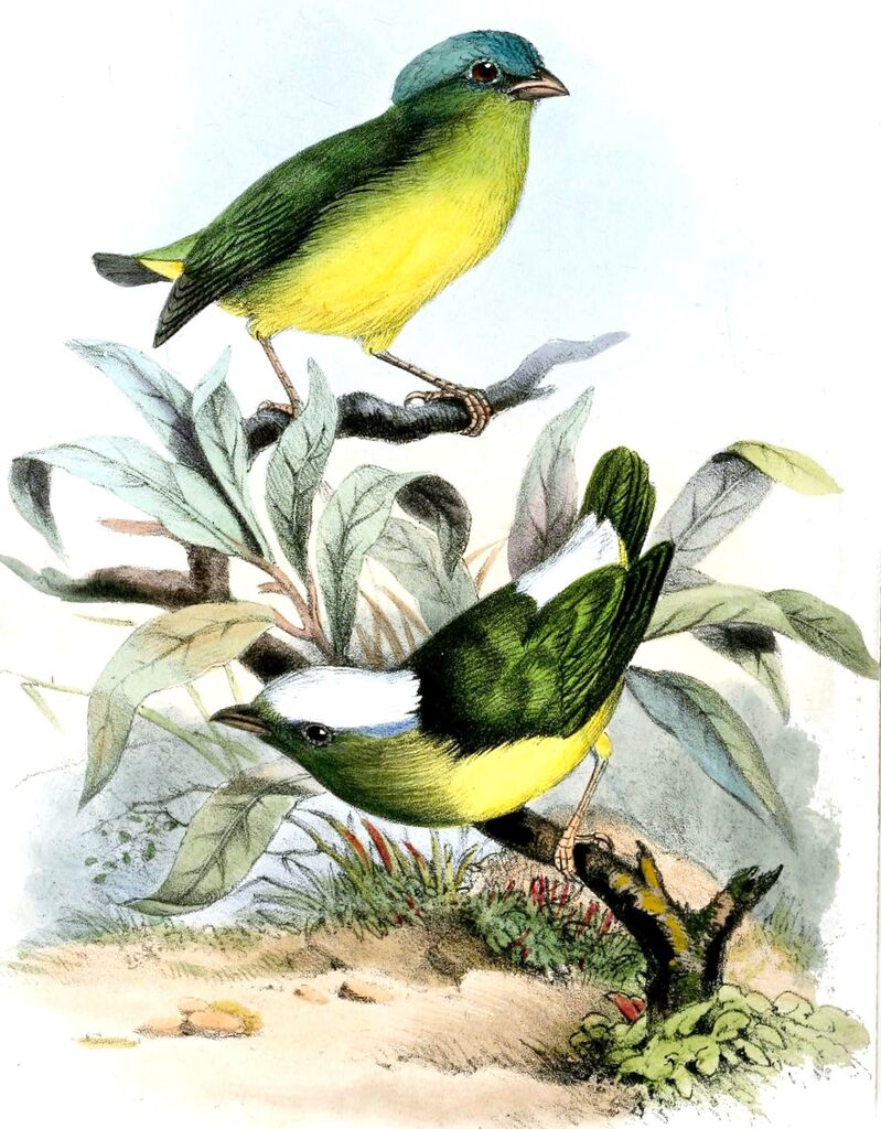 Manakin neigeux