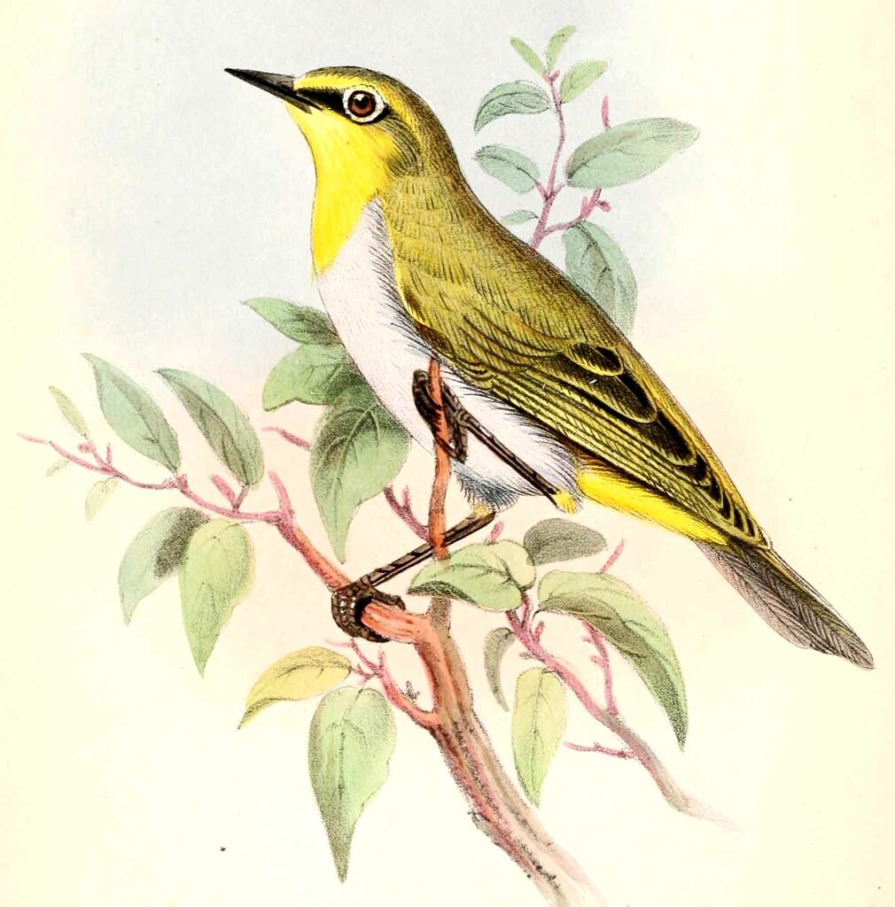 Ethiopian White-eye