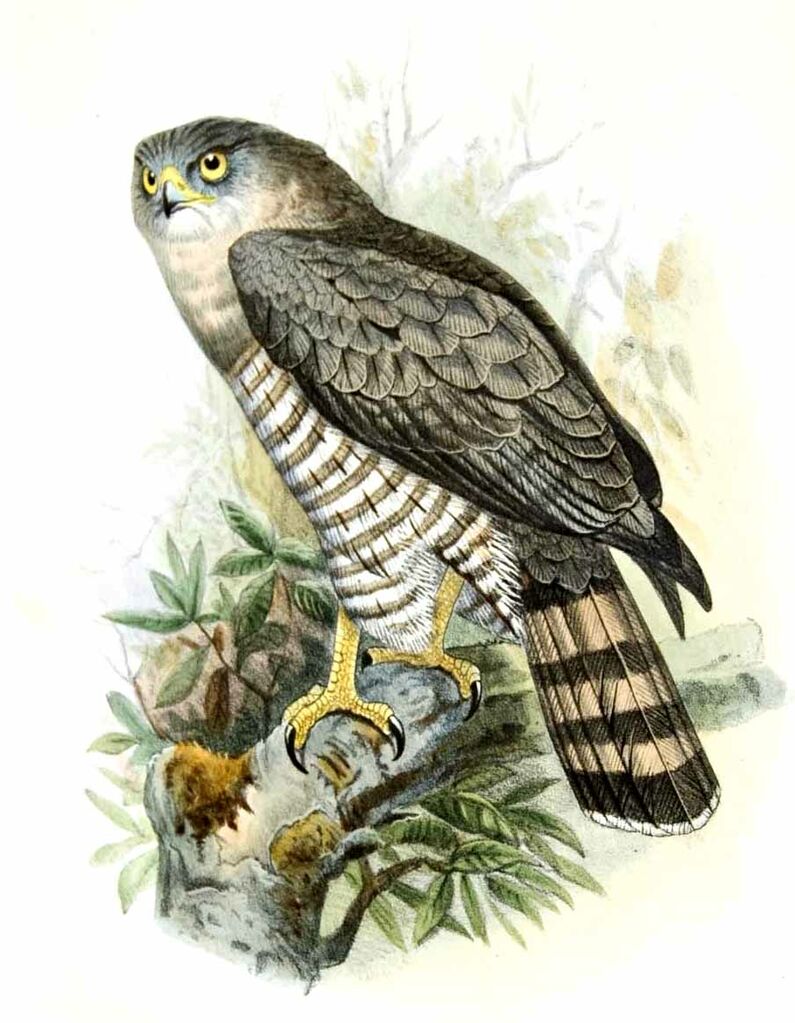 Southern Banded Snake Eagle