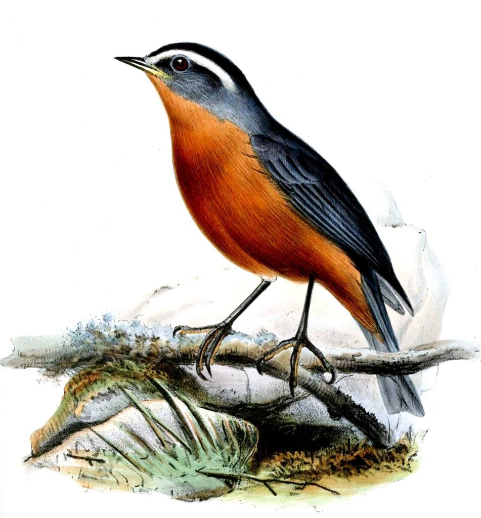 White-browed Conebill