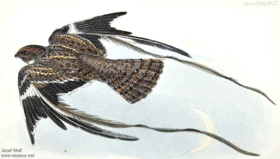 Pennant-winged Nightjar