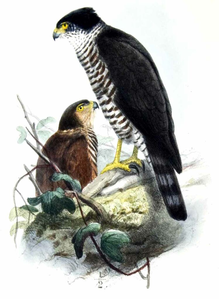 Semicollared Hawk