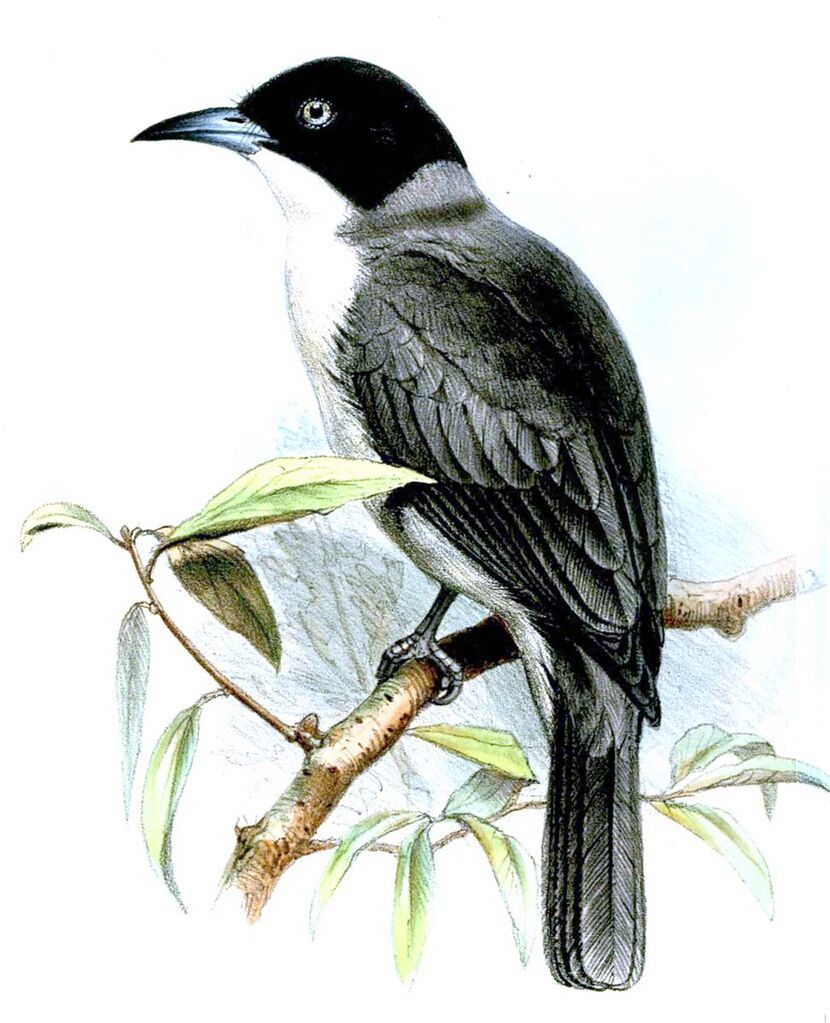 Fauvette orphéane