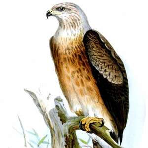 Aigle de Gurney