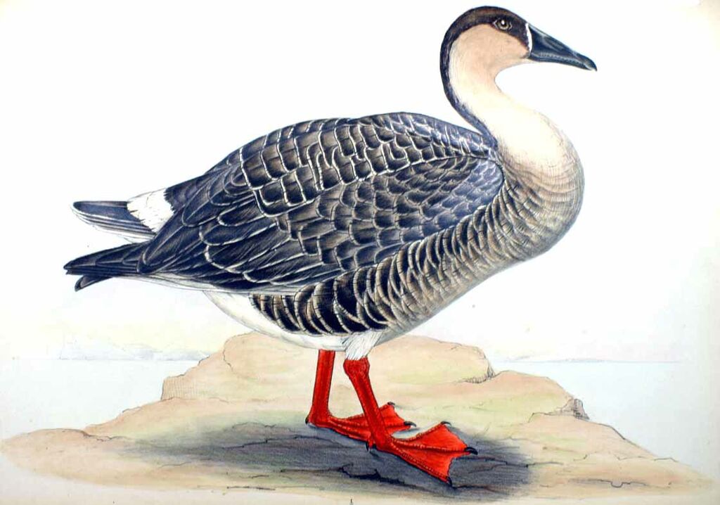 Swan Goose