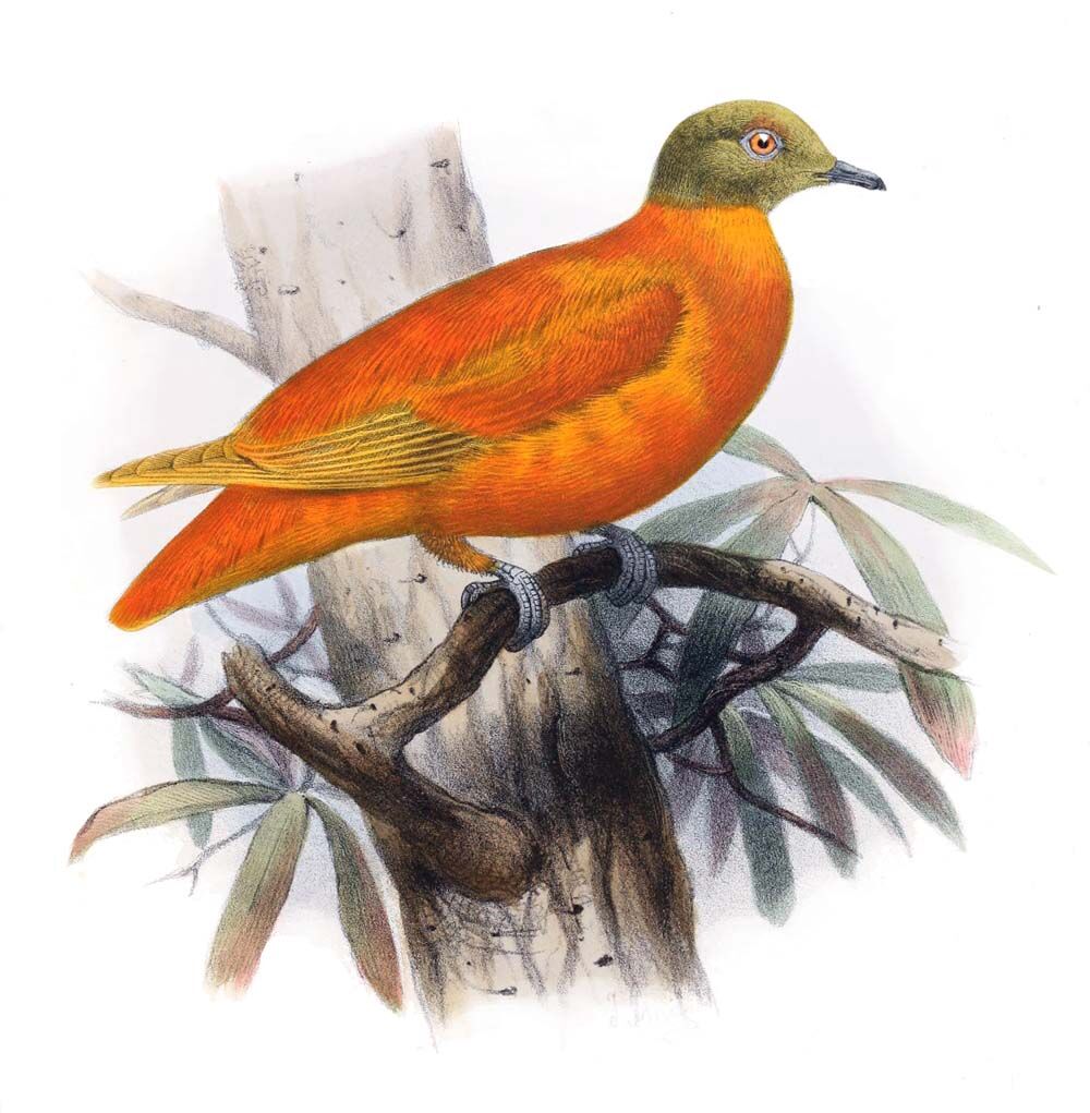 Orange Dove