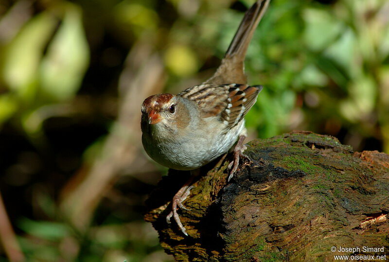 White-crowned Sparrow