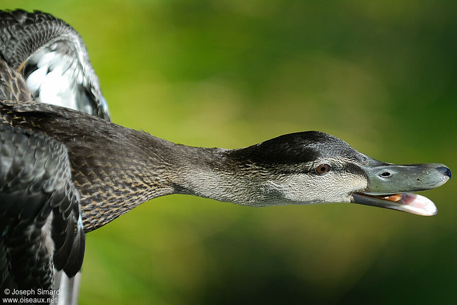 Canard noir