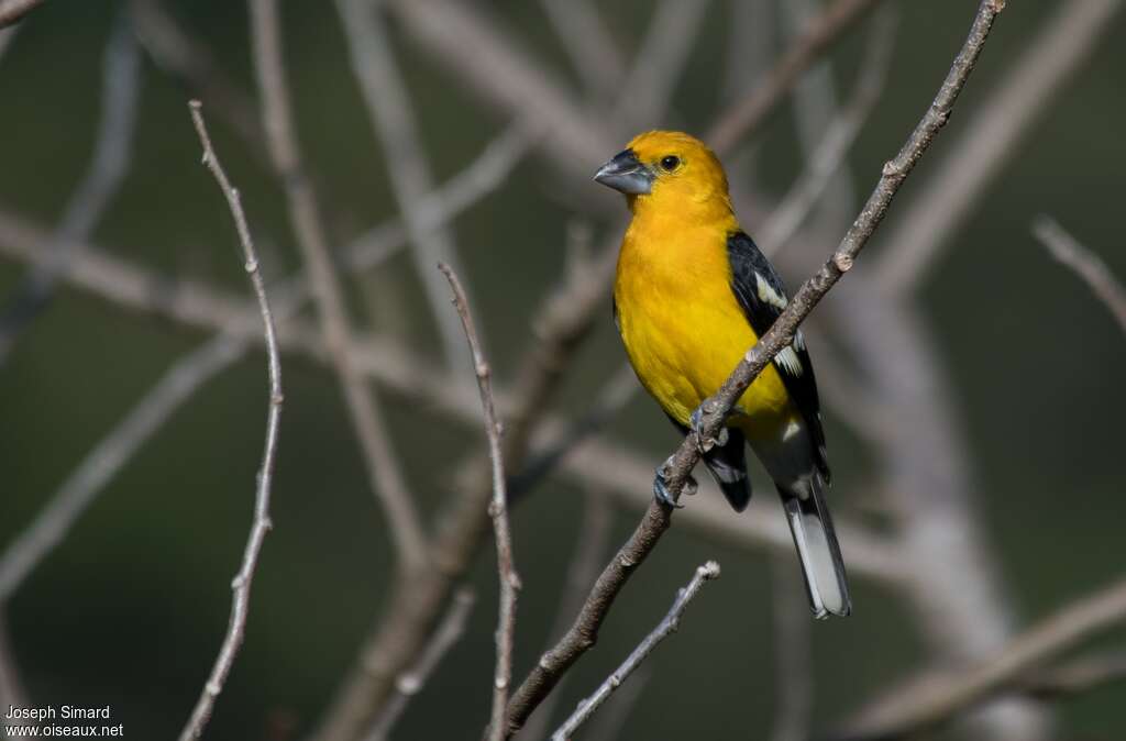 Yellow Grosbeakadult