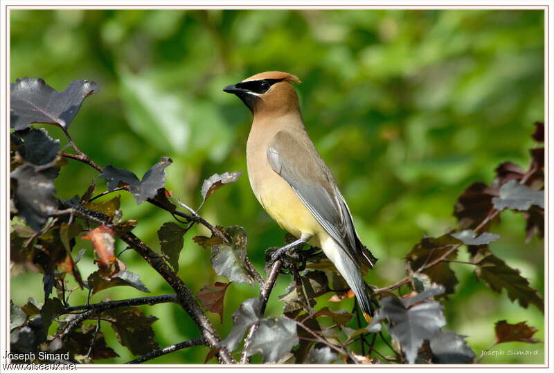 Cedar Waxwingadult, identification