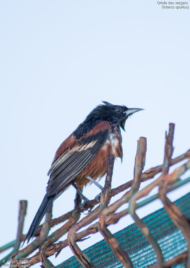 Oriole des vergers mâle