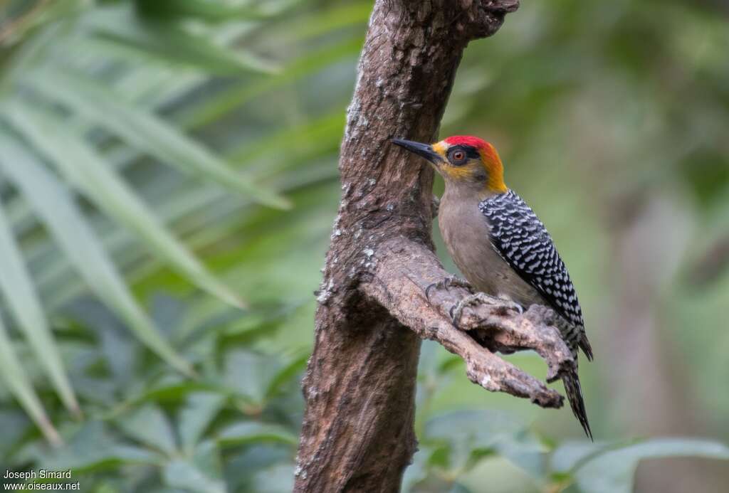 Pic élégant mâle adulte, identification