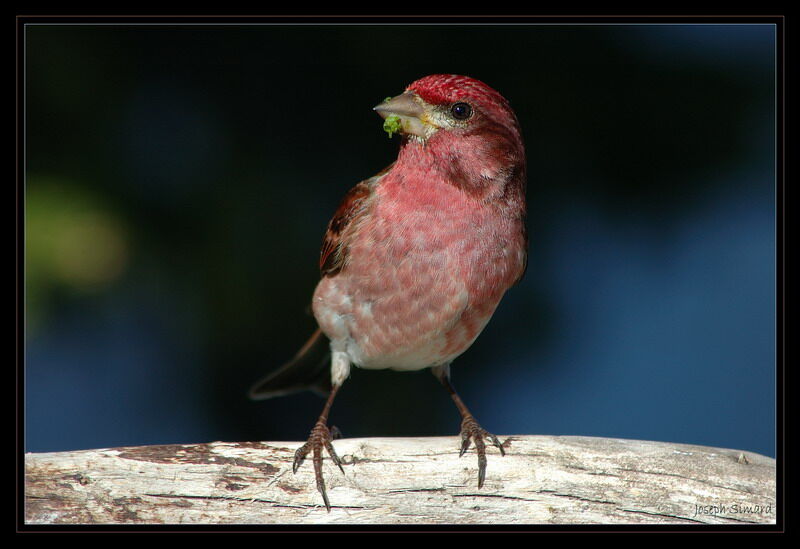 Purple Finch