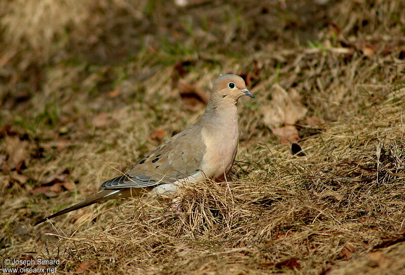 Mourning Dove