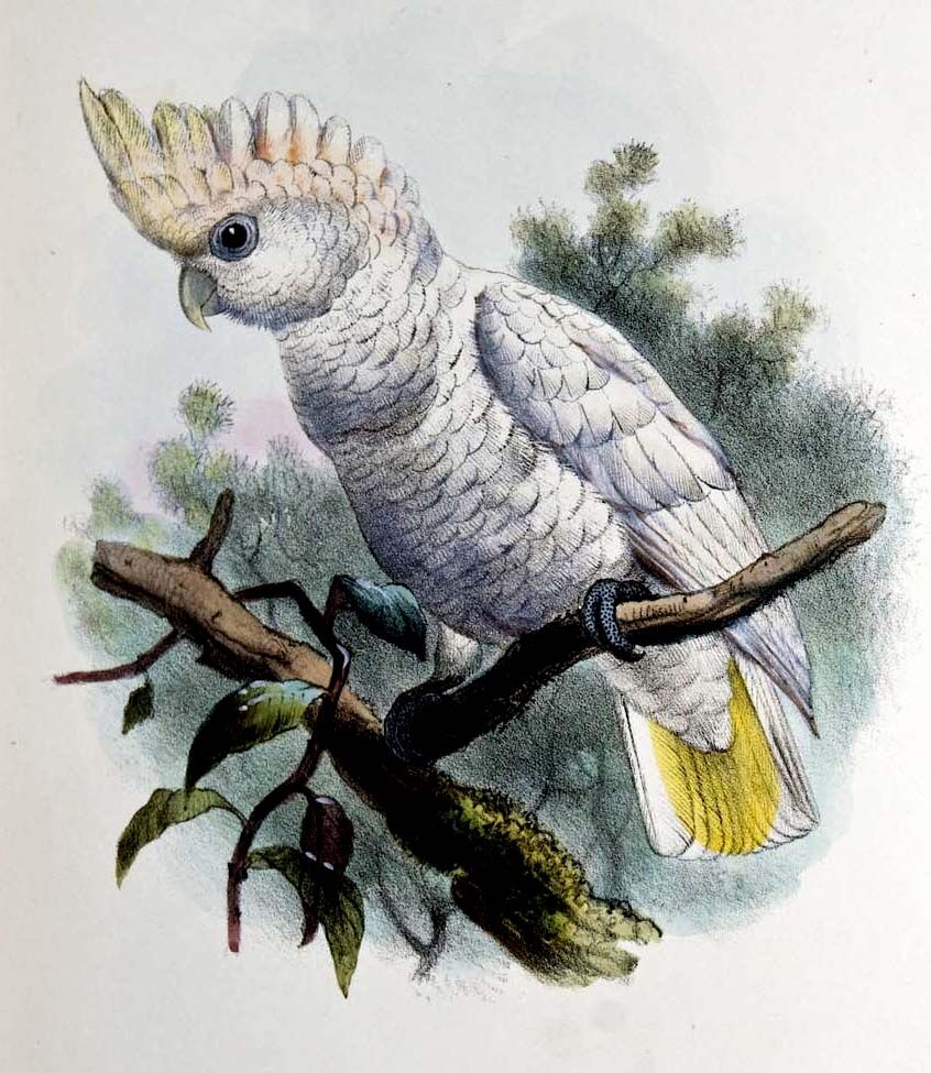 Cacatoès de Goffin