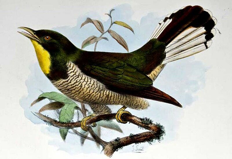 Yellow-throated Cuckoo