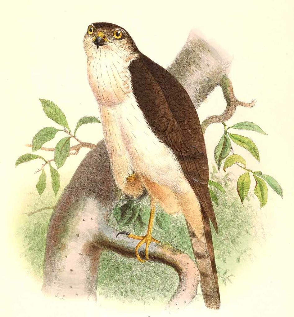 White-breasted Hawk