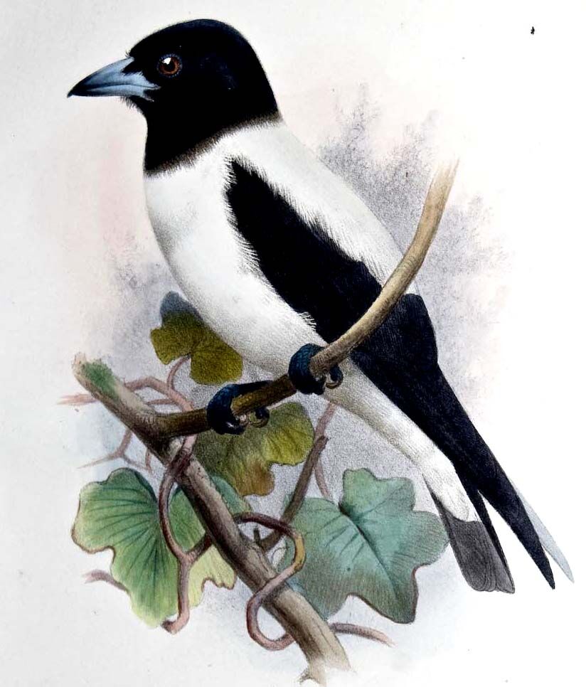 Langrayen des Bismark