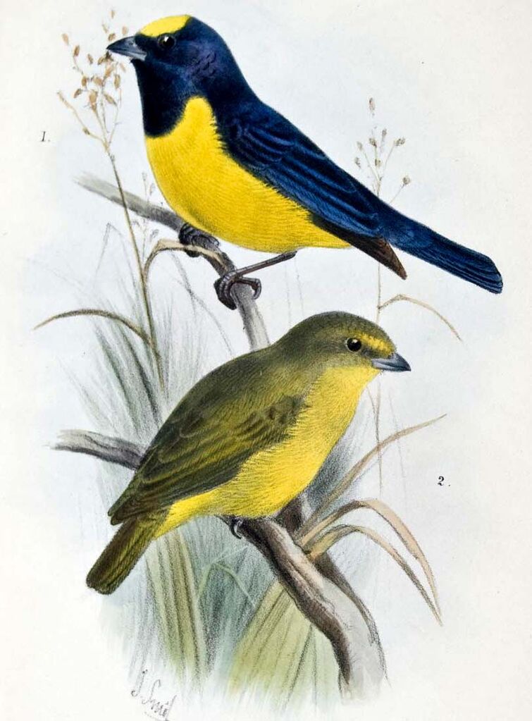 Velvet-fronted Euphonia