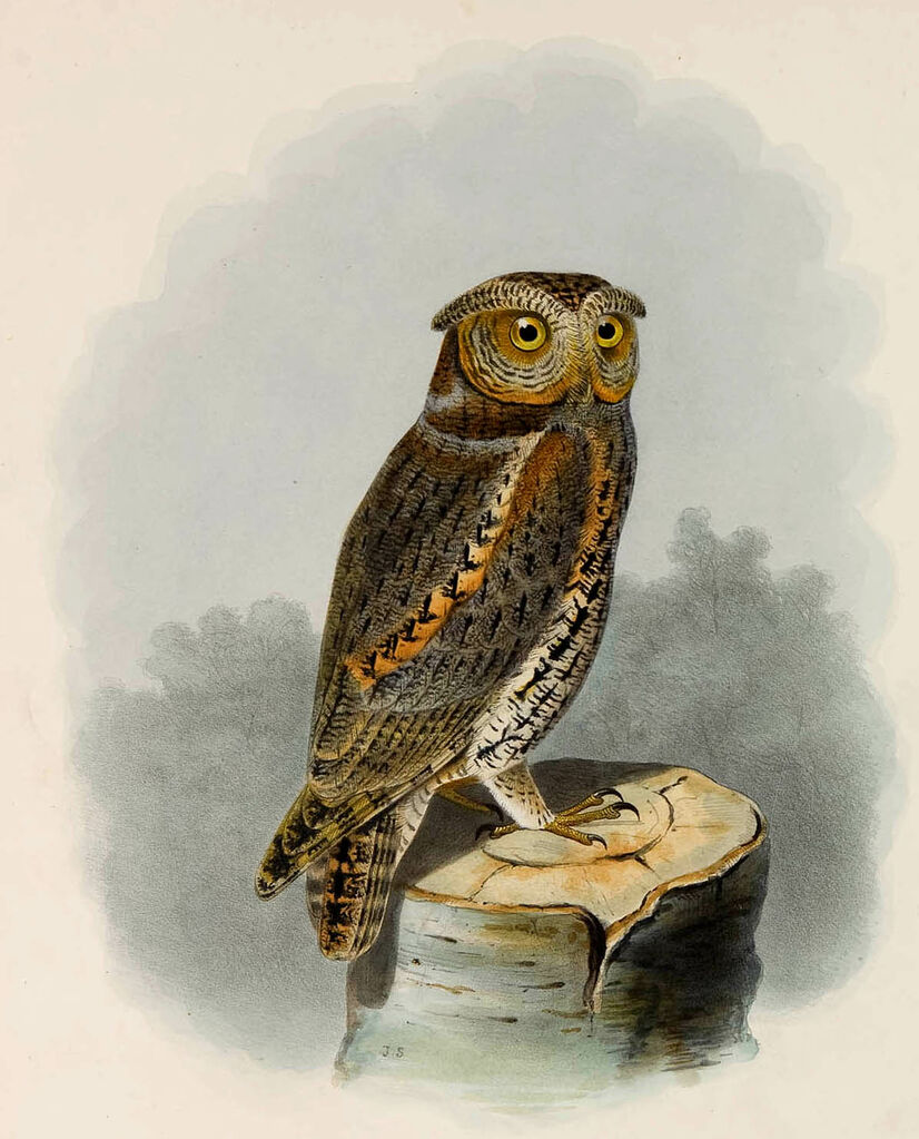 Petit-duc nain