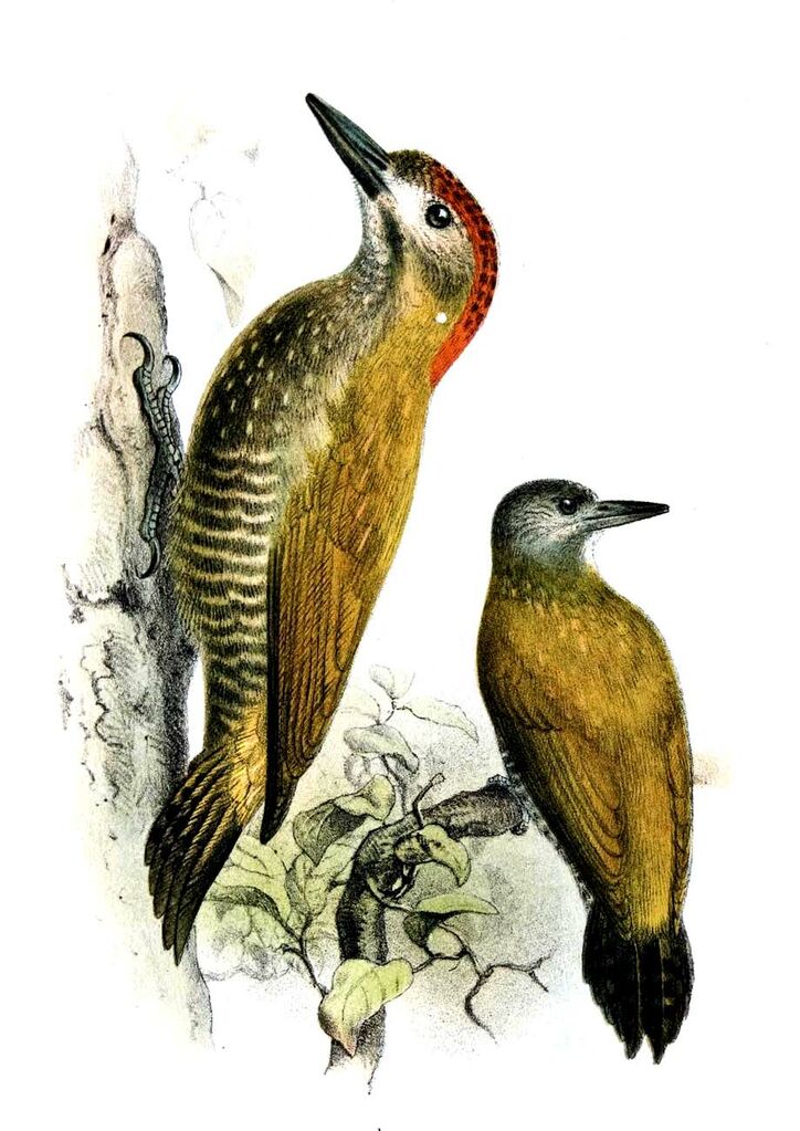 Little Woodpecker