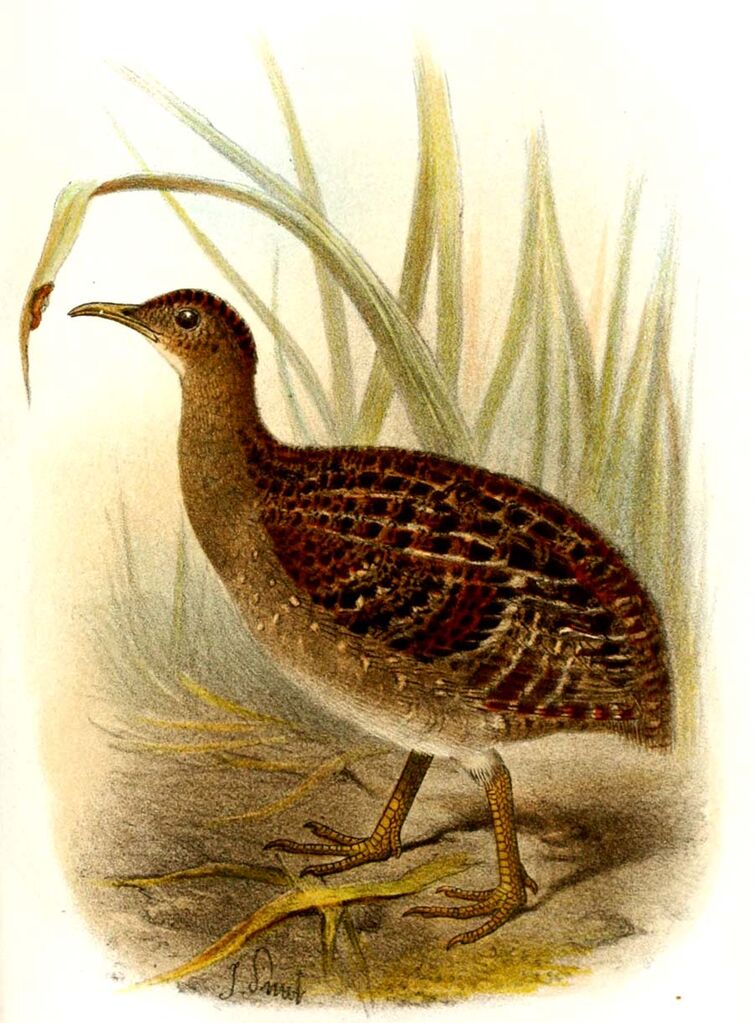 Andean Tinamou