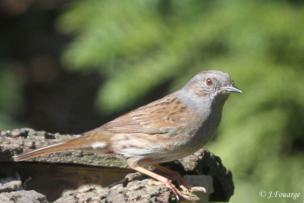 Dunnock male adult, identification