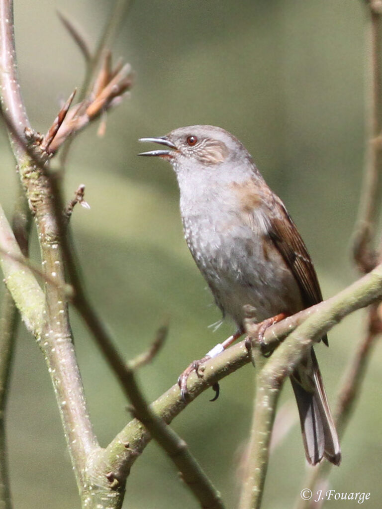 Dunnock male adult, identification, song, Behaviour