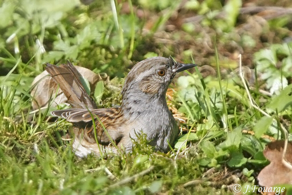 Dunnock, identification