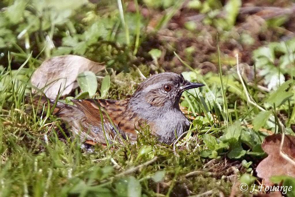 Accenteur mouchetadulte, identification