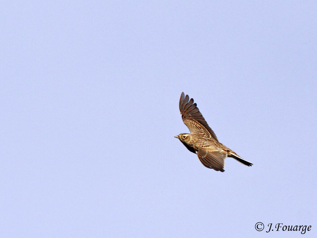 Eurasian Skylark, Flight