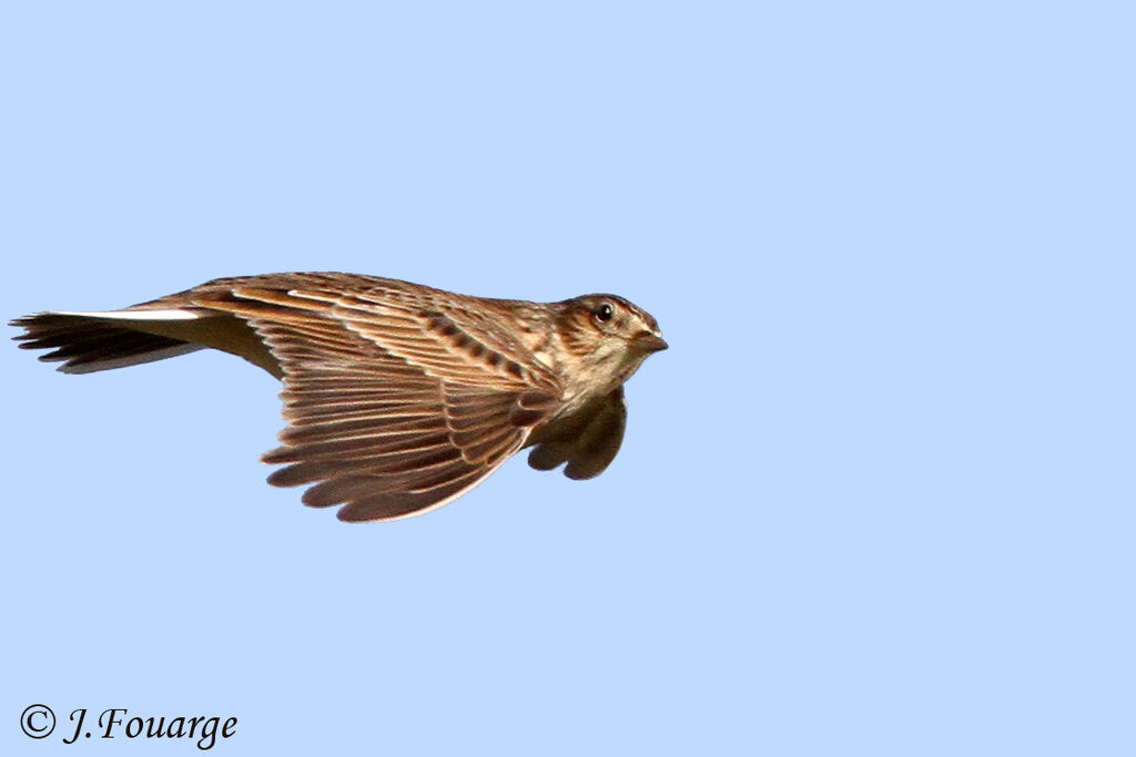 Eurasian Skylark, Flight