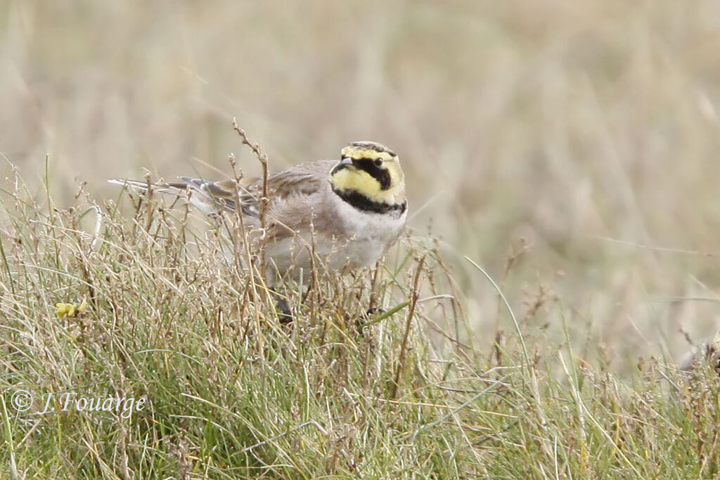 Horned Lark, identification