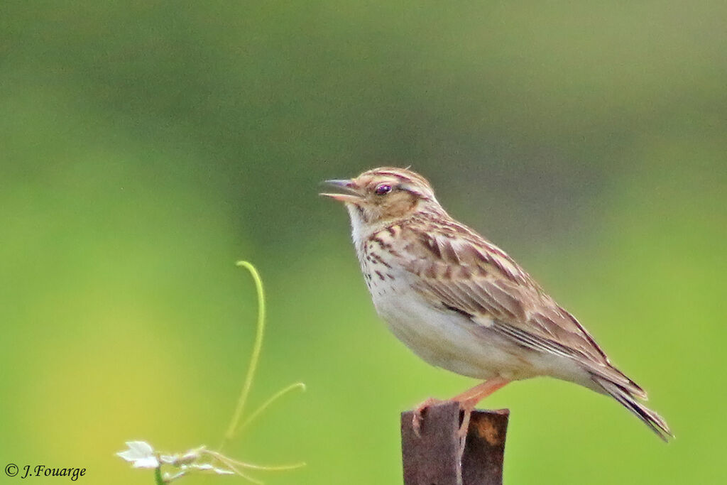 Woodlarkadult, identification, close-up portrait, song