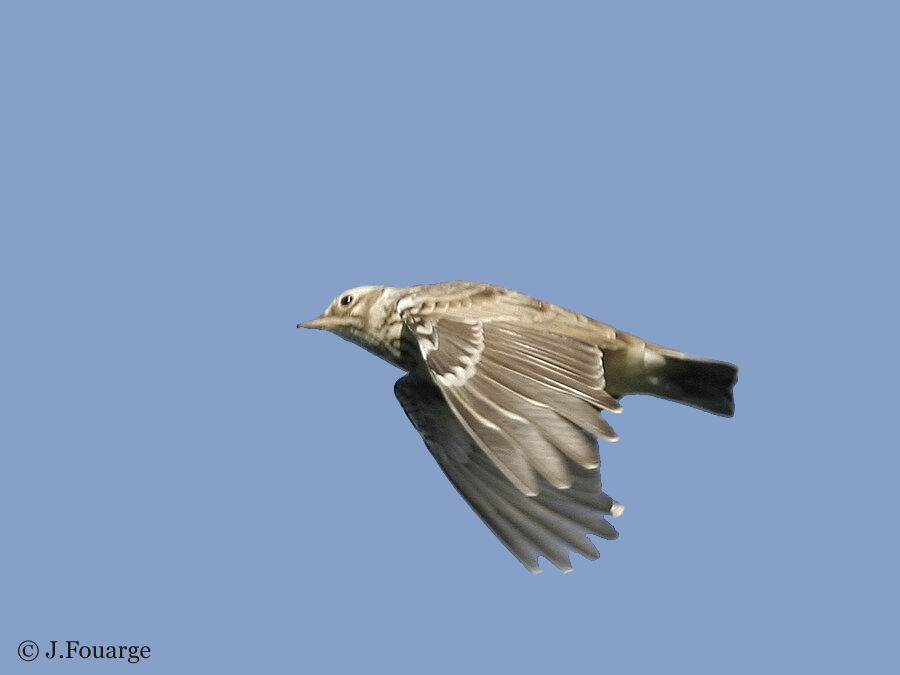Woodlark